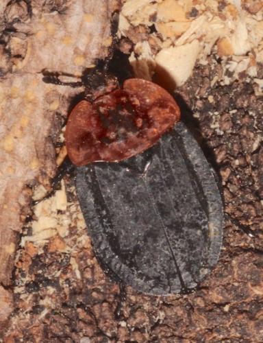 Réf. 227 722 : Oiceoptoma thoracicum